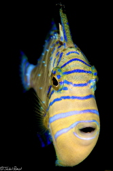 Juvenile Queen Triggerfish by John Roach 